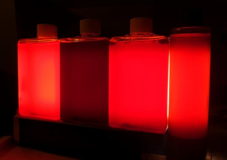 This photo shows my experimental Luminous Red PNSB Lamp, turned on and viewed from an angle in a darkened room. The bottles of PNSB culture are backlit by a flat white LED panel.