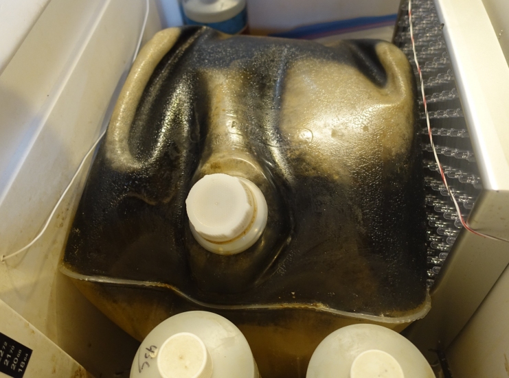 This photo shows PNSB Batch 4A-3-5G, a 5 gallon batch, after ~15 days of fermentation, and about 6 days from reaching the end of stage 1 of fermentation. The color of the liquid is very dark red/dark purple. The lighter areas at the top are regions where CO2 has formed pockets of gas at the top of the bag, and thus the liquid is not touching the bag at these points. For purposes of showing the color, the LED illumination panels in the box were turned off, and the photo of the bag was shot only using ambient room light The liquid in the 5 gallon bag was such a deep dark red-purple that backlighting the bag to show the color of the liquid would not have worked unless the light source was incredibly strong, perhaps as strong as noontime sunlight!